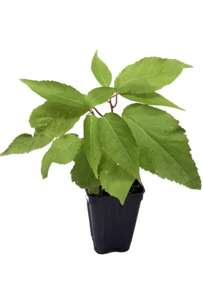 Actinidia arguta ’Ken’s Red’ в горшку